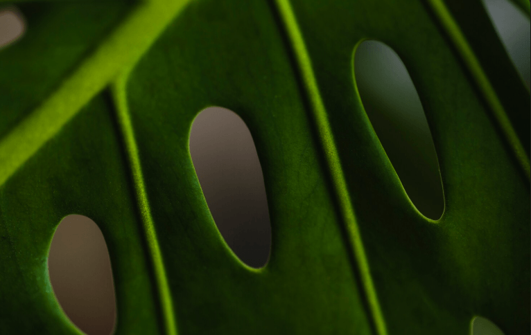 biophilic web design